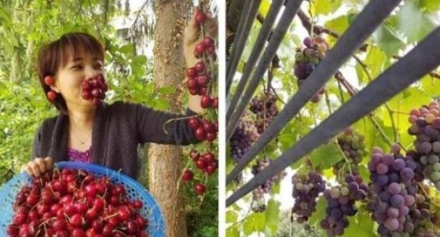 Phát thèm với khu vườn trĩu quả của mẹ Việt tại Đức