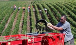 Năm 2020 – Nỗi ám ảnh đối với rượu Champagne Pháp