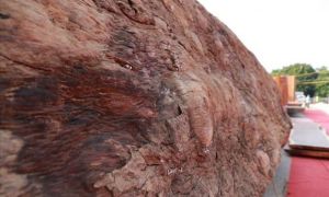 Bi kịch: Khi trọc phú cũng là một thứ đẳng cấp