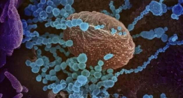 Hàn Quốc sản xuất thành công sơn kháng virus và vi khuẩn