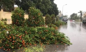 Mưa lớn ngày 28 Tết, hoa kiểng chợ hoa ngã đổ, tiểu thương như ngồi trên lửa