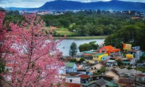 Mãn nhãn với 4 điểm du xuân ngắm mai anh đào dịp tết