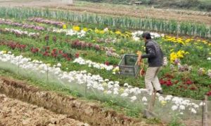 Tết xưa - Tết nay: Ở Đức quạnh hiu, tôi nhớ những cái Tết Việt còn bố