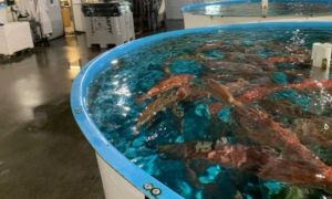 Trung Quốc ‘giáng đòn’ vào cá mú đỏ Australia