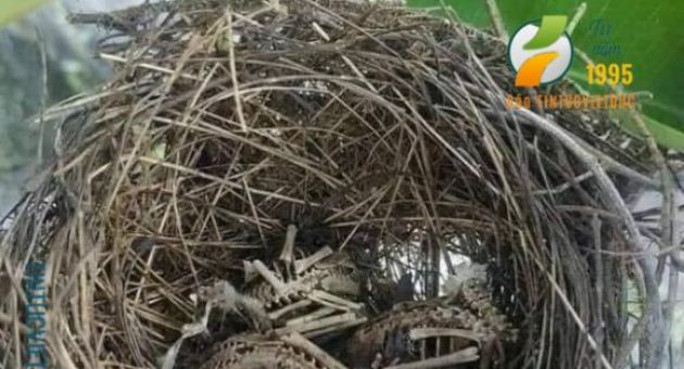 PHÓNG SINH - Chuyện của loài chim