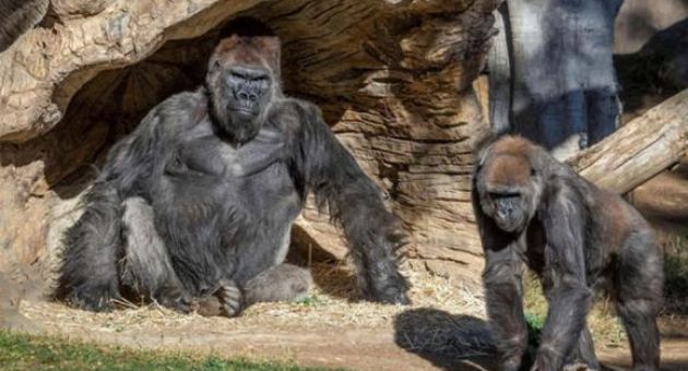 Mỹ lần đầu tiên tiêm vắc xin Covid-19 cho vượn