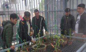 Thực hư lan đột biến giá 250 tỉ đồng