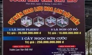 Vụ mua bán lan đột biến gần 300 tỷ: Chỉ thỏa thuận, chưa chuyển tiền
