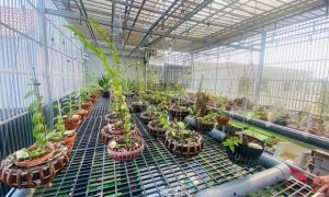 Cơn sốt ảo lan đột biến: Có dấu hiệu lừa đảo, đa cấp