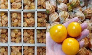 Thứ quả trước mọc dại khắp bờ bụi nay bán 400.000 đồng/kg: Người bán tiết lộ...