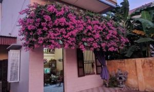 Tháng 4 là thời điểm đẹp để trồng hoa giấy, mách bạn mẹo để hoa nở rộ gấp đôi