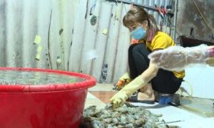 Hà Nội: Bắt quả tang cơ sở chuyên bơm tạp chất vào tôm để cung cấp cho các nhà...