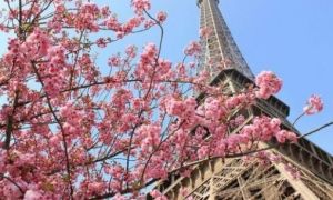 Bỏ túi kinh nghiệm ngắm hoa anh đào Paris