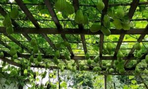 Choáng ngợp trước giàn su su trăm trái của gia đình người Việt ở Đức