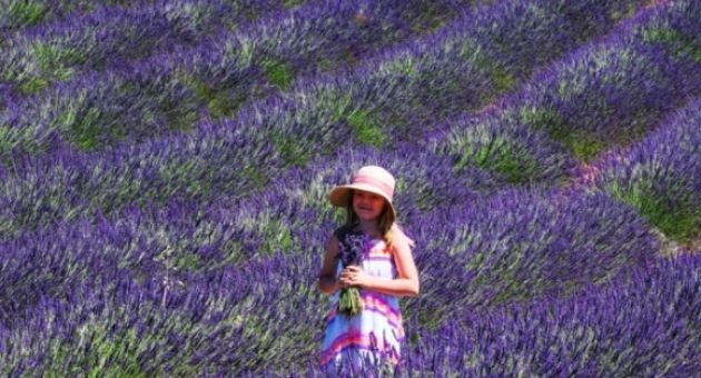 Tháng 7 tím sắc hoa oải hương ở cao nguyên Valensole nước Pháp