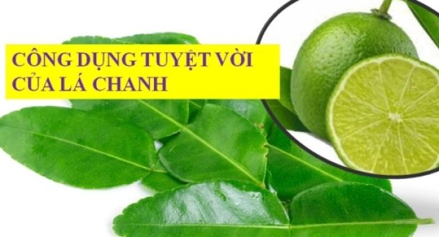 7 tác dụng tuyệt vời của lá chanh với sức khỏe