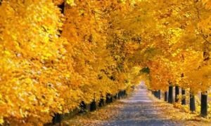 Đắm say sắc vàng mùa thu nước Đức