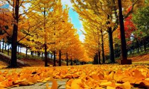 Sắc vàng mùa thu nước Đức trong veo, cổ kính