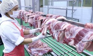 Giá lợn hơi chạm đáy 50 nghìn/kg nhưng ra đến chợ vẫn đắt gấp ba
