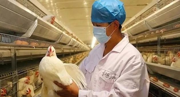 Trung Quốc phát hiện ca bệnh cúm gia cầm H5N6 nguy hiểm chết người