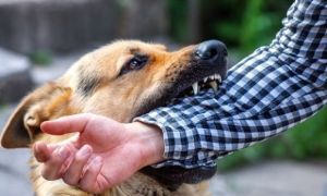 Cô gái 18 tuổi tử vong vì bệnh dại sau 2 năm bị chó cắn