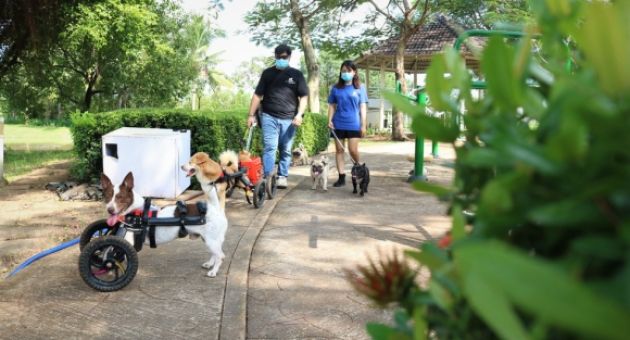 Cặp đôi vợ Việt chồng Tây làm xe lăn cho chó mèo khuyết tật ở Sài Gòn