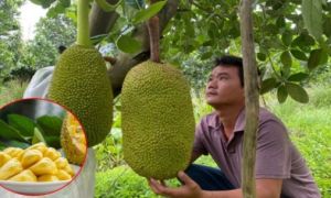 Kỳ lạ nghề ngửi mít thuê: Ngửi phát biết ngay mít ngon hay dở, kiếm cả trăm...