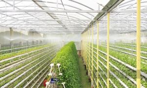 Người đầu tiên ở Việt Nam trồng rau má thủy canh, liều nên