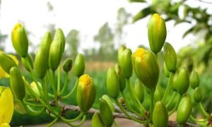 Đi buôn thời bao cấp