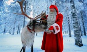 Sự thật bất ngờ về tuần lộc, loài vật hùng vĩ chở ông già Noel