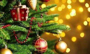 Vì sao người ta chỉ trang trí Noel bằng cây thông?