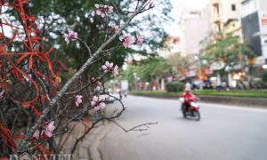 Đào mận rừng xuống phố Hà Nội với giá bán tiền triệu