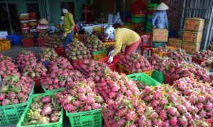 300.000 tấn thanh long cần tiêu thụ, vận động thương nhân Trung Quốc thu mua
