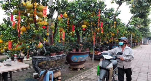 Bưởi Diễn miền Bắc 'đổ bộ' vào TP.HCM đón Tết