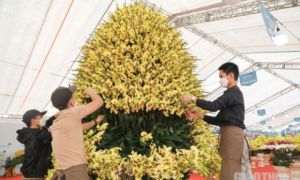 Chậu lan hồ điệp khổng lồ
