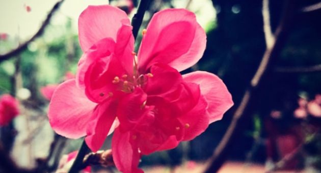 Chị chồng được về ngoại ăn Tết, tôi xin về thì bị mắng té tát
