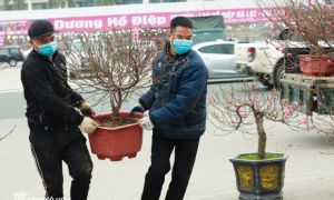 Hà Nội: Tiểu thương giảm nửa giá những gốc đào