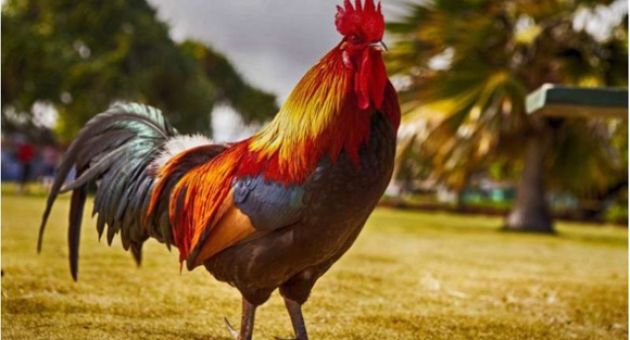 Tại sao người Việt lại thường ưu tiên chọn gà trống trong mâm cúng giao thừa?