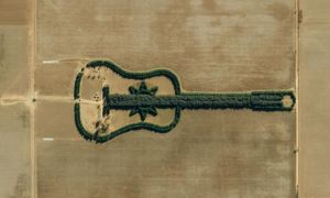 Bí mật sau rừng cây hình đàn guitar độc đáo khiến ai cũng rơi lệ
