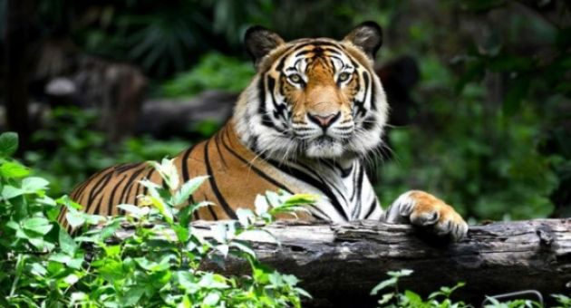 Thế giới kỳ vọng chinh phục thách thức và phục hồi mạnh mẽ trong năm Nhâm Dần