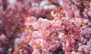 Ngắm trọn bốn mùa nước Pháp qua ống kính nhiếp ảnh gia Việt