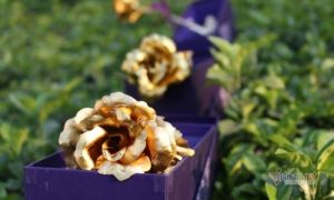 Không hoa, không socola, tôi chỉ thích 'đồng tiền' mùa Valentine