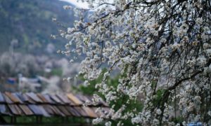 Hoa sơn tra nở trắng rừng Sơn La