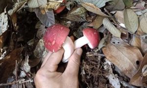 /thumb/thumb.php?src=images/stories/content/2022/05/28/1_loc-troi-o-viet-nam-duoc-vi-nhu-vang-do-dua-nhau-hai-ban-15-trieukg.jpg&w=300&h=180&zc=1&q=80&a=c