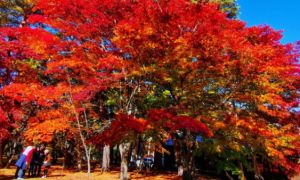 Du lịch Nhật Bản không đeo khẩu trang có thể bị trả về nước