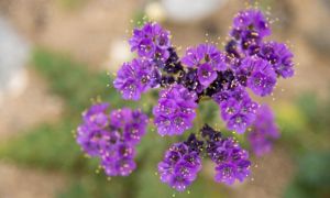 Tử vi ngày 16/6/2022: Tuổi Tỵ cẩn trọng mắc bẫy, tuổi Hợi gặp được quý nhân