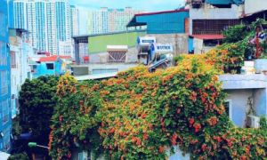 Ngôi nhà Hà Nội bên ngoài phủ hoa, trên sân thượng lung linh sắc màu