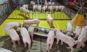 Công nghệ khử mùi hôi đỉnh cao trong ngành chăn nuôi  Nhật.