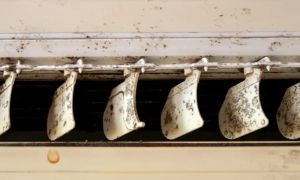 Nấm mốc trong điều hòa không khí: Cách phát hiện và xử lý hiệu quả