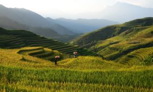 Ruộng bậc thang vào mùa lúa chín đẹp như phim đang gây